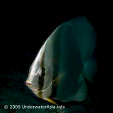 Shaded Batfish Platax pinnatus